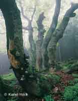 Im Urwald des Rehorngebirges Horn Marov * Riesengebirge (Krkonose)