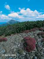 Heidekraut am Hang des Steinbodens Pec pod Snkou * Riesengebirge (Krkonose)