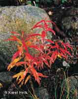 Herbstfarben  * Riesengebirge (Krkonose)