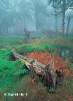 In the forest Horn Marov * Krkonose Mountains (Giant Mts)