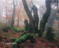 Im Urwald Horn Marov * Riesengebirge (Krkonose)