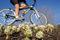 Dev�tsily  * Krkonose Mountains (Giant Mts)