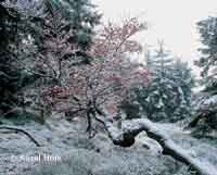 Morgendmmerung  * Riesengebirge (Krkonose)