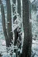 Zima v Dvorskm lese Horn Marov * Karkonosze