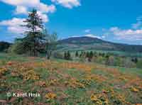 Marsh marigolds at the foot of �al� Hill Vrchlab� * Krkonose Mountains (Giant Mts)