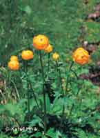 Globe flower  * Krkonose Mountains (Giant Mts)