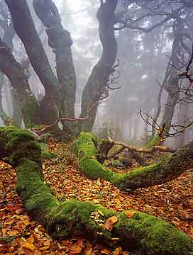 pict: Dvorsk les (Las Dworski) - Horn Marov