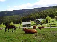 Bild vergrssern: Bergfarm Sosna * Riesengebirge (Krkonose)