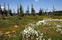 5. Lesnick Jansk Lzn * Riesengebirge (Krkonose)