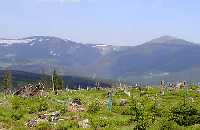 Cernohorske raseliniste Jansk Lzn * Riesengebirge (Krkonose)