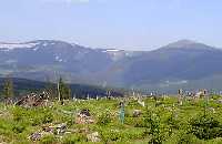 Cernohorske raseliniste Jansk Lzn * Krkonose Mountains (Giant Mts)