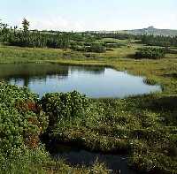 psk raelina (Aupa-Hochmoor) * Riesengebirge (Krkonose)