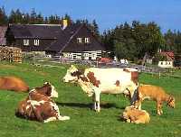Mountain farm Sosna Pec pod Sněkou * Krkonose Mountains (Giant Mts)