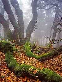 Bild vergrssern: Dvorsk les (Hfelbusch) * Riesengebirge (Krkonose)