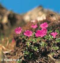 Bild vergrssern: Naturschutz im Riesengebirge * Riesengebirge (Krkonose)