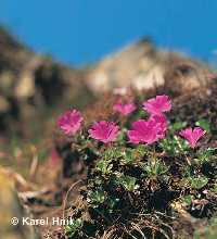 enlarge picture: Nature in the Krkonose Mountains * Krkonose Mountains (Giant Mts)