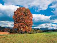 Panorama-Tour-West, leicht (MTB) * Riesengebirge (Krkonose)